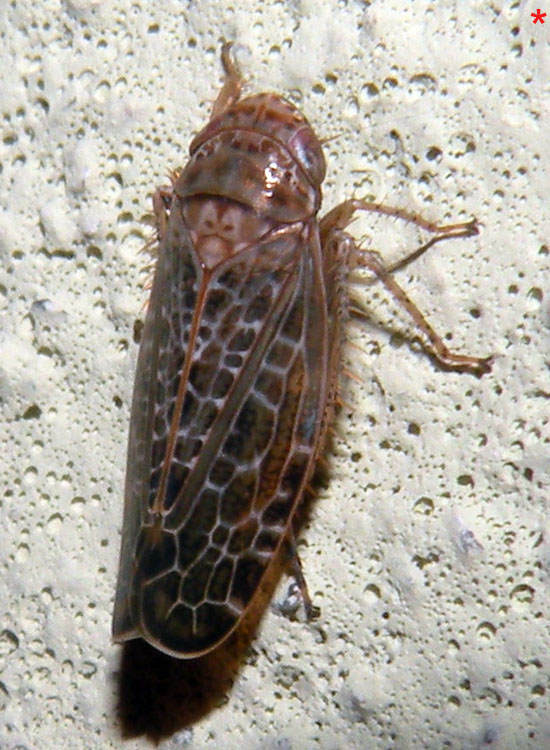 Aphrophoridae? [ Cicadellidae]
